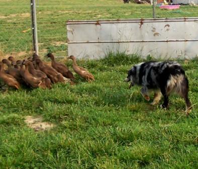 Photo of Misko working our ducks